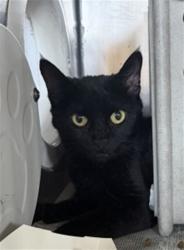 Shelter Stray Female Cat last seen Near BLOCK SIERRA LAKES, 333 Chandler Pl, San Bernardino, CA 92408, USA