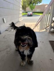 Found/Stray Male Dog last seen Campus & Foothill UPLAND CA, Upland, CA 91786