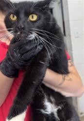 Shelter Stray Male Cat last seen Near BLOCK SIERRA LAKES, 333 Chandler Pl, San Bernardino, CA 92408, USA