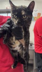 Shelter Stray Female Cat last seen Near BLOCK SIERRA LAKES, 333 Chandler Pl, San Bernardino, CA 92408, USA