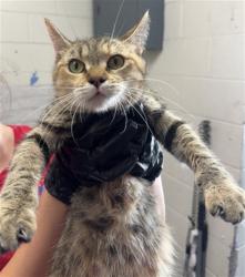 Shelter Stray Female Cat last seen Near BLOCK SIERRA LAKES, 333 Chandler Pl, San Bernardino, CA 92408, USA