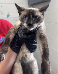 Shelter Stray Female Cat last seen Near BLOCK SIERRA LAKES, 333 Chandler Pl, San Bernardino, CA 92408, USA