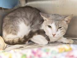 Shelter Stray Male Cat last seen PLAZA MANUEL ORTEGA APARTMETS / RIVER AND MAIN, 5501 E Van Buren St, Phoenix, AZ 85008, USA