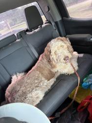 Found/Stray Male Dog last seen Priscilla Lane, DeSoto, TX 75115