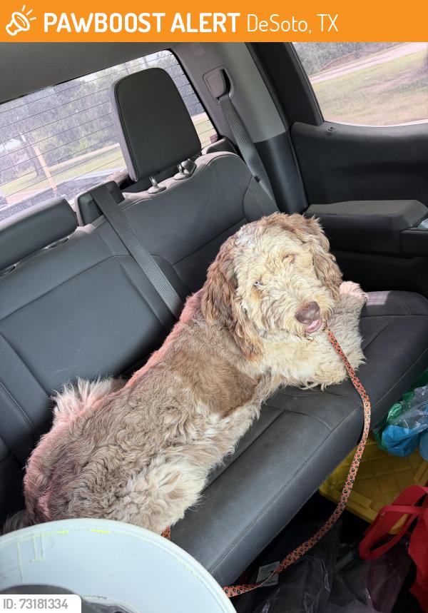 Found/Stray Male Dog last seen Priscilla Lane, DeSoto, TX 75115