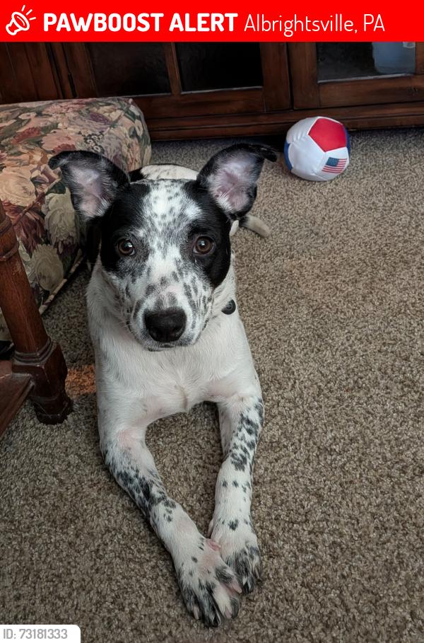 Lost Female Dog last seen Indian Mountain Lake Gate, Albrightsville, PA 18210