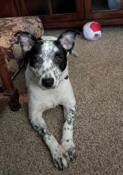Lost Female Dog last seen Indian Mountain Lake Gate, Albrightsville, PA 18210