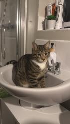 Reunited Male Cat last seen battlefield shrewsbury, Shropshire, England SY1 4BF