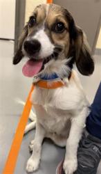 Shelter Stray Male Dog last seen FLORIDA AND MERIDIAN, HEMET CITY, 581 S Grand Ave, San Jacinto, CA 92582, USA