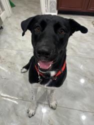 Reunited Male Dog last seen Winding Path Way, Long Meadow Farms, TX 77406