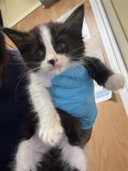 Shelter Stray Male Cat last seen STOCKTON BLVD & FRUITRIDGE RD, 2127 Front St, Sacramento, CA 95818, USA