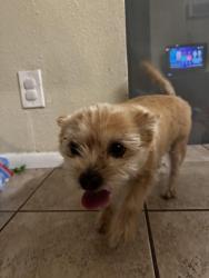 Found/Stray Female Dog last seen Pima and Mesa Dr, Mesa, AZ 85201