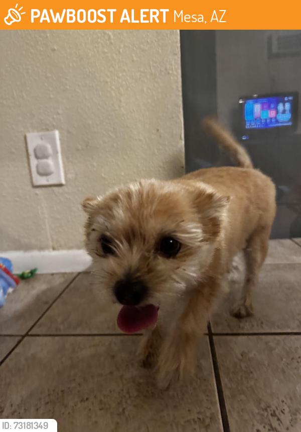 Found/Stray Female Dog last seen Pima and Mesa Dr, Mesa, AZ 85201