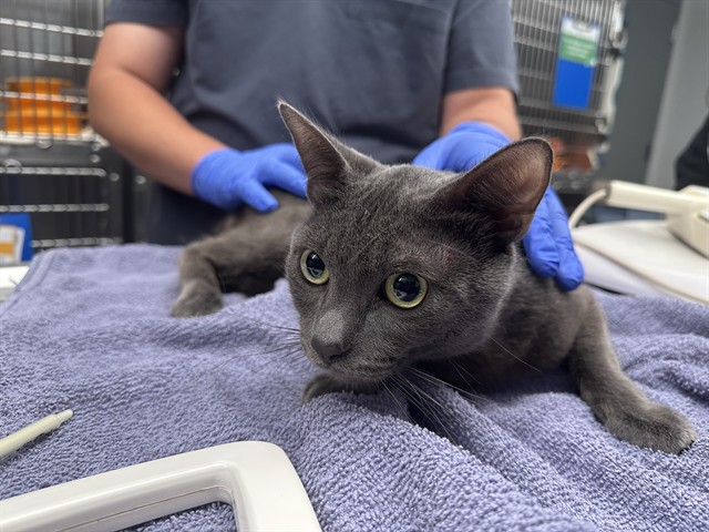 Shelter Stray Male Cat last seen MICHELSON/UNIVERSITY, 6443 Oak Canyon, Irvine, CA 92618, USA