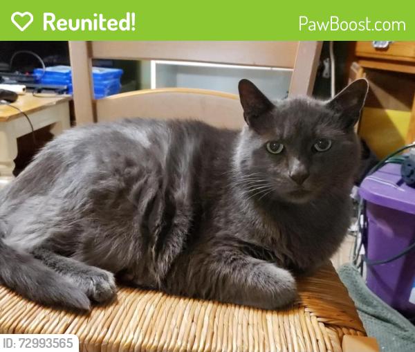 Reunited Male Cat last seen Country Lake community off of Military Trail, south of Linton next to the Walmart, Delray Beach, FL 33484