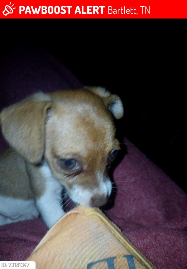 Lost Female Dog last seen Highway 70 and n Germantown rd, Bartlett, TN 38133