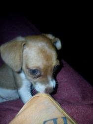 Lost Female Dog last seen Highway 70 and n Germantown rd, Bartlett, TN 38133
