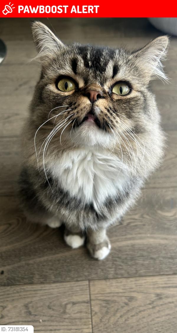 Lost Male Cat last seen Bay Morgan, San Diego County, CA 92028
