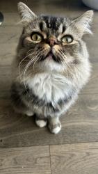 Lost Male Cat last seen Bay Morgan, San Diego County, CA 92028
