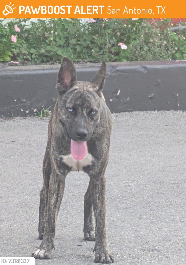 Found/Stray Female Dog last seen Mark outing burgers on E. Commerce St, San Antonio, TX 78203