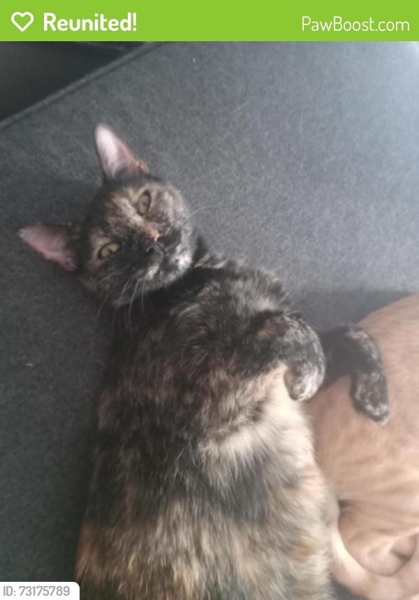 Reunited Female Cat last seen Norfolk Street Near Hazard and Portsmouth area, Houston, TX 77098