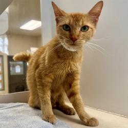 Shelter Stray Female Cat last seen Near BLOCK ANDERSON APARTMETNS AVE, RIVERSIDE CA 92507, 6851 Van Buren Boulevard, Jurupa Valley, CA 92509, USA