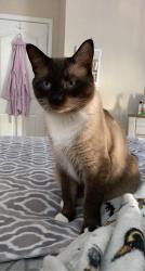 Reunited Male Cat last seen Pino Alto Pl & Firewood Dr, El Paso, TX 79938