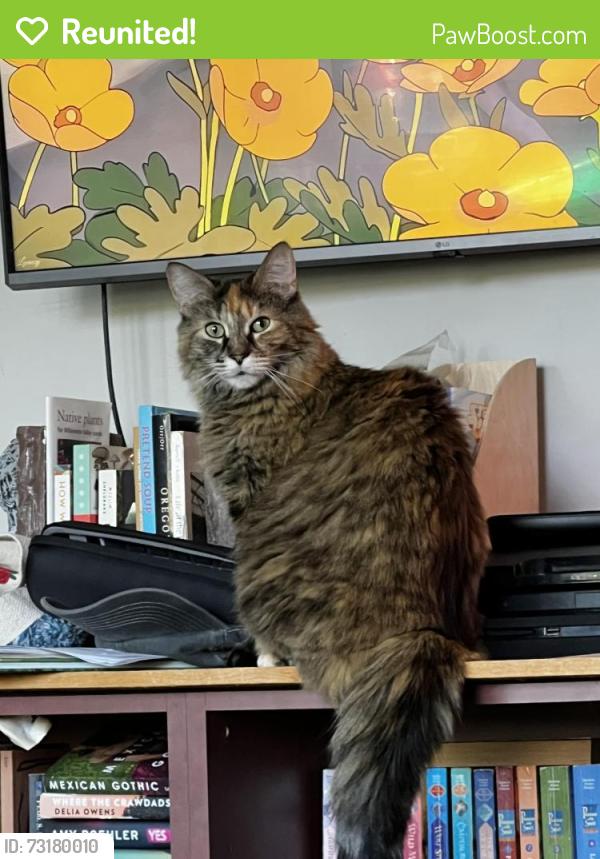 Reunited Female Cat last seen SE 162nd and SE Market, Portland, OR 97233