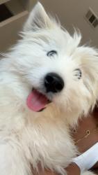 Reunited Female Dog last seen 20th st west and west Avenue H, Lancaster, CA 93534