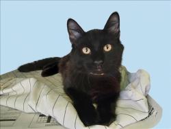 Shelter Stray Male Cat last seen , 1850 W 60th St, Los Angeles, CA 90047, USA
