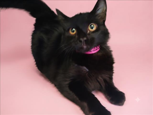 Shelter Stray Female Cat last seen , 1850 W 60th St, Los Angeles, CA 90047, USA