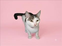 Shelter Stray Female Cat last seen , 1850 W 60th St, Los Angeles, CA 90047, USA