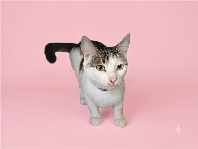Shelter Stray Female Cat last seen , 1850 W 60th St, Los Angeles, CA 90047, USA