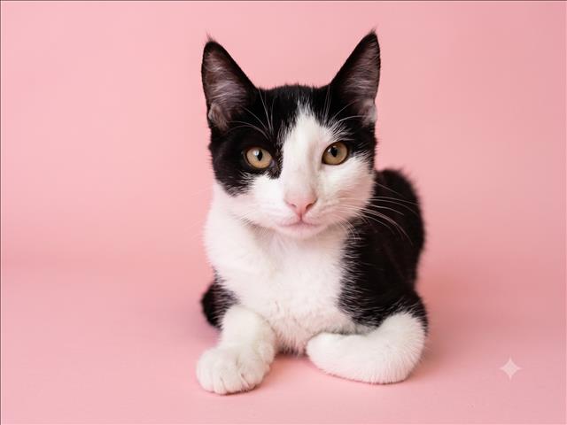 Shelter Stray Female Cat last seen , 1850 W 60th St, Los Angeles, CA 90047, USA