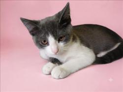 Shelter Stray Female Cat last seen , 1850 W 60th St, Los Angeles, CA 90047, USA