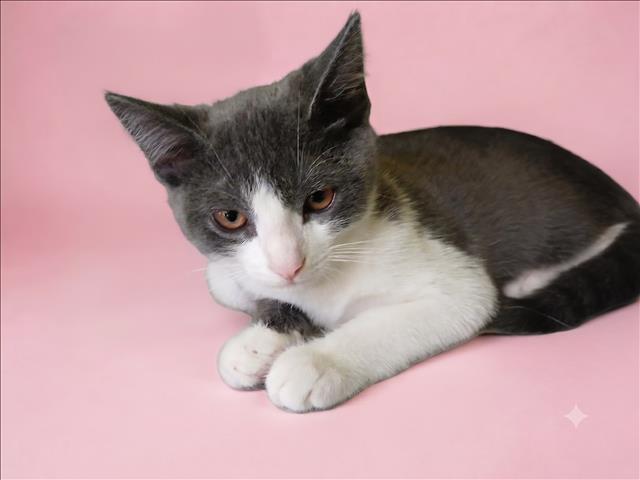Shelter Stray Female Cat last seen , 1850 W 60th St, Los Angeles, CA 90047, USA