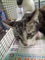 Shelter Stray Male Cat last seen , 1850 W 60th St, Los Angeles, CA 90047, USA
