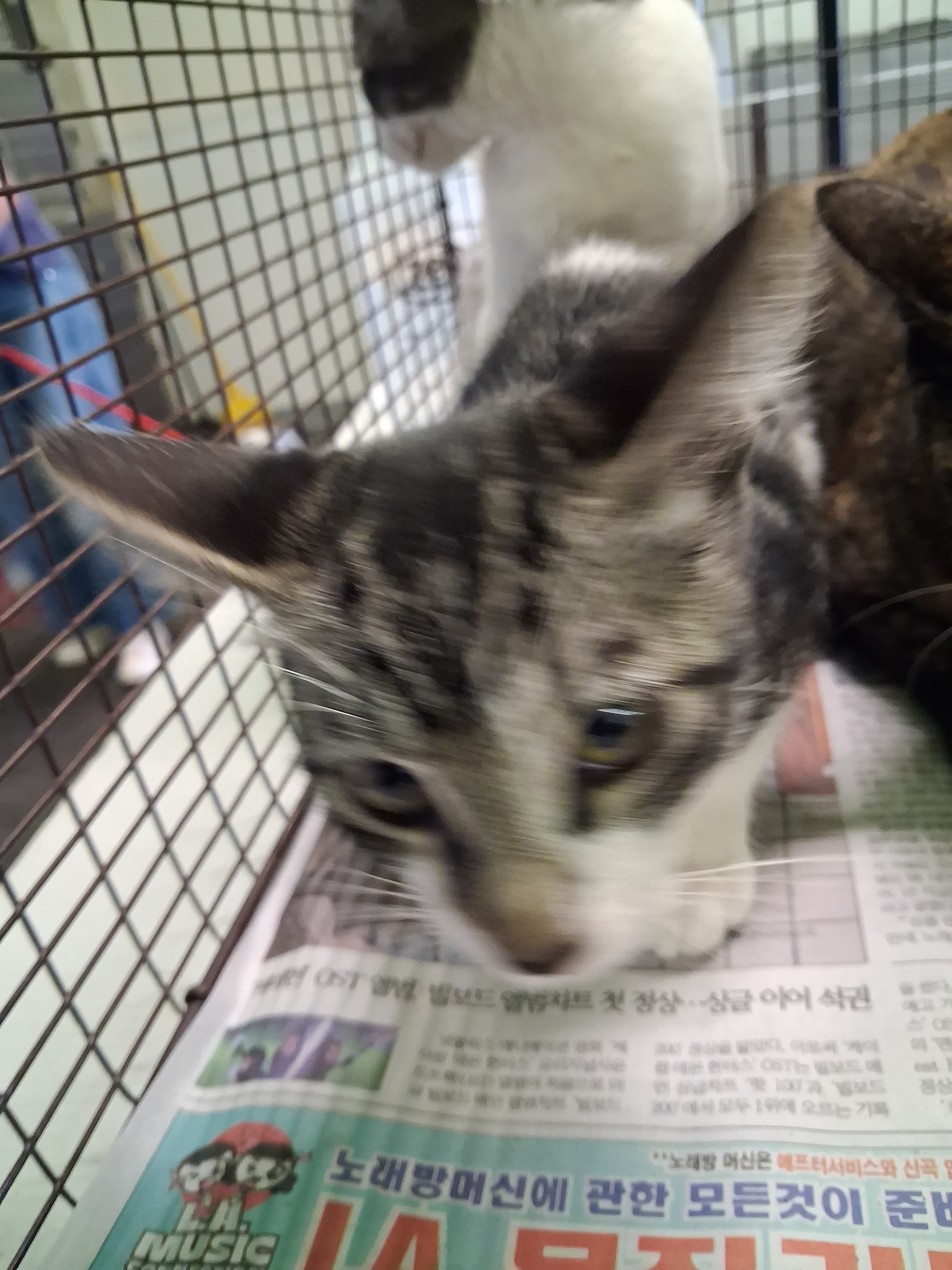 Shelter Stray Male Cat last seen , 1850 W 60th St, Los Angeles, CA 90047, USA