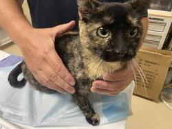 Shelter Stray Female Cat last seen , 3839 W Burnham St, West Milwaukee, WI 53215, USA