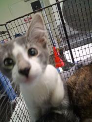 Shelter Stray Male Cat last seen , 1850 W 60th St, Los Angeles, CA 90047, USA