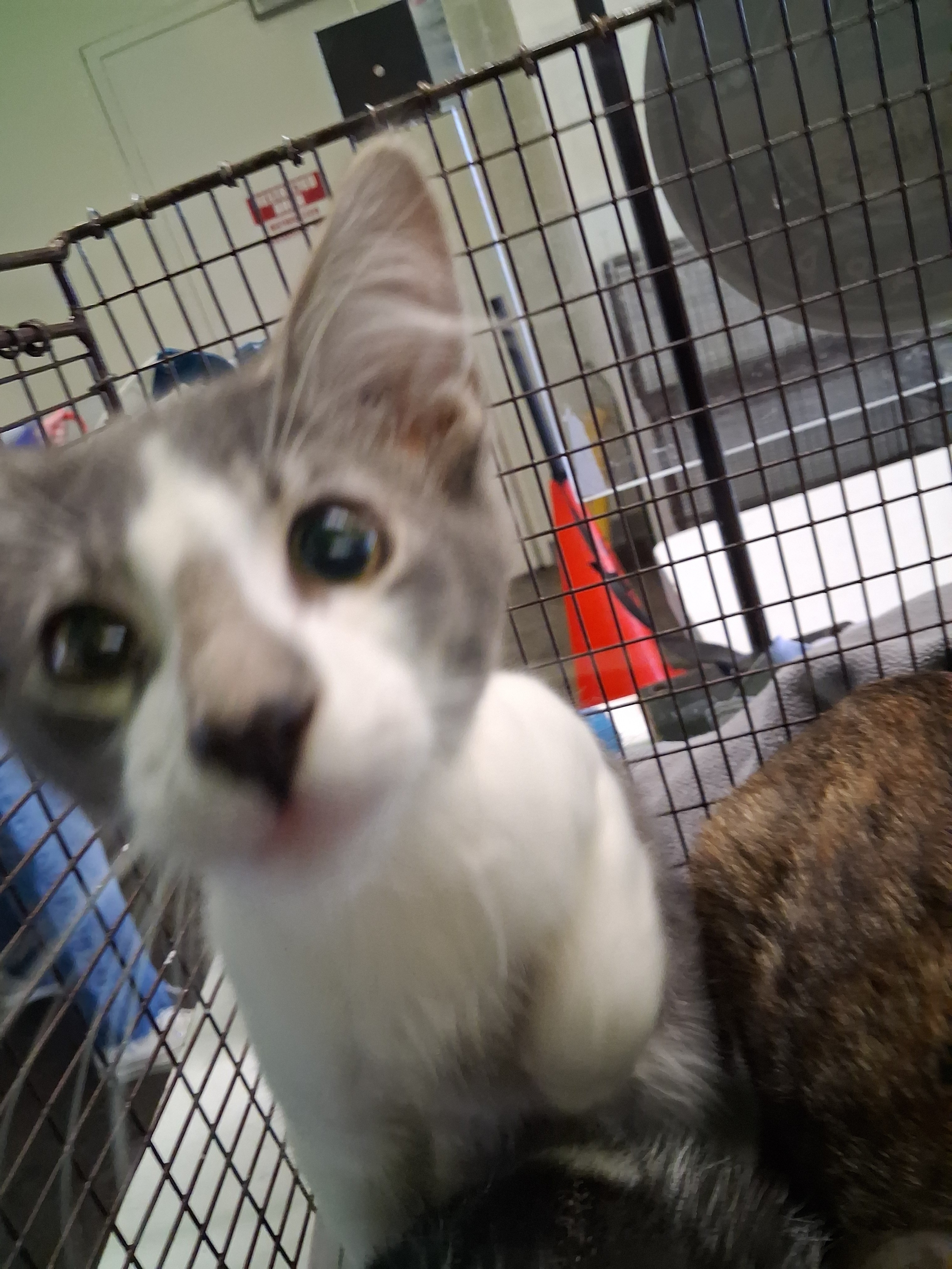 Shelter Stray Male Cat last seen , 1850 W 60th St, Los Angeles, CA 90047, USA