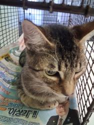 Shelter Stray Male Cat last seen , 1850 W 60th St, Los Angeles, CA 90047, USA