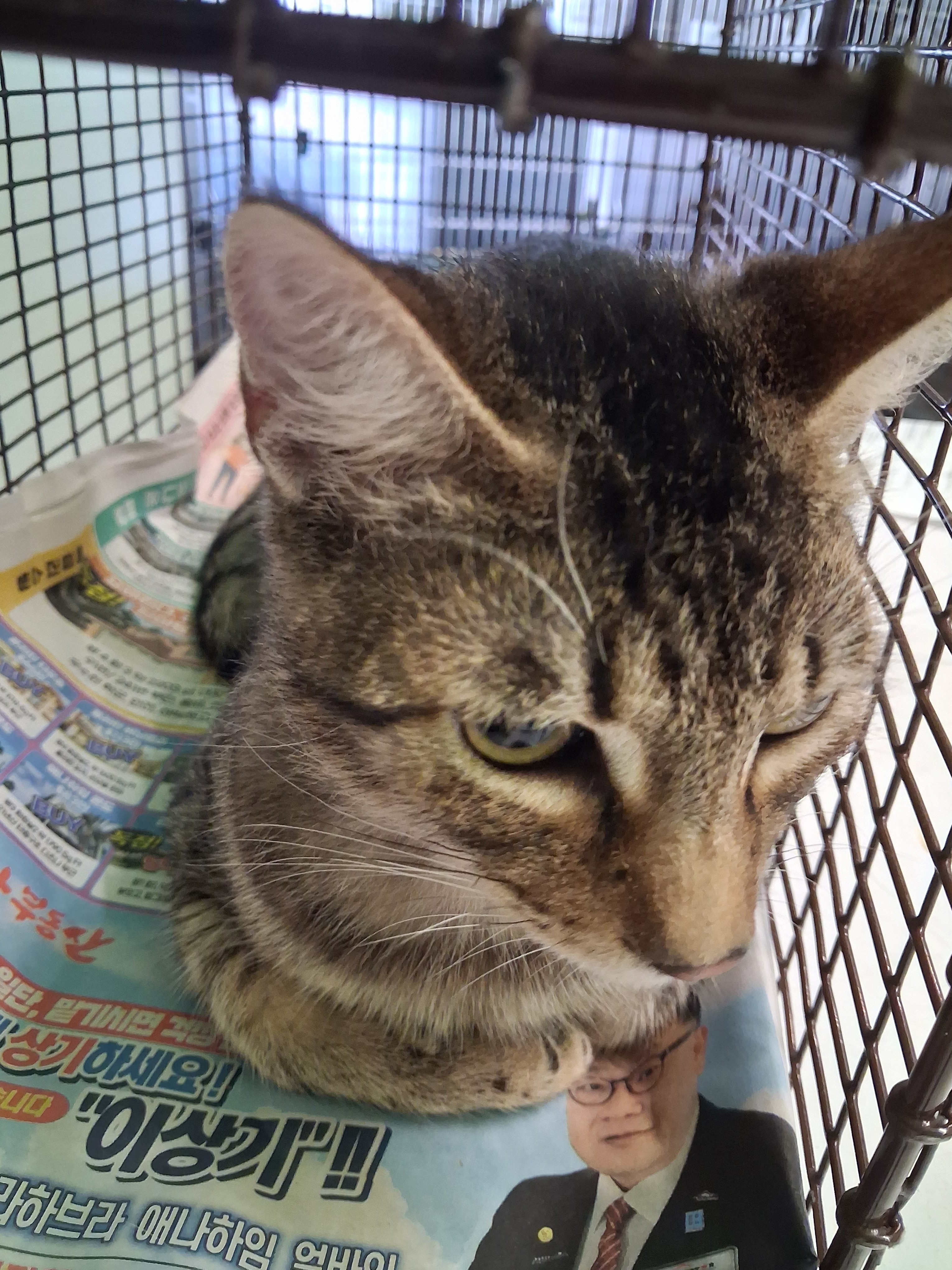 Shelter Stray Male Cat last seen , 1850 W 60th St, Los Angeles, CA 90047, USA