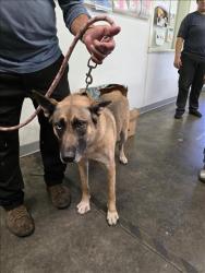 Shelter Stray Female Dog last seen , 1850 W 60th St, Los Angeles, CA 90047, USA