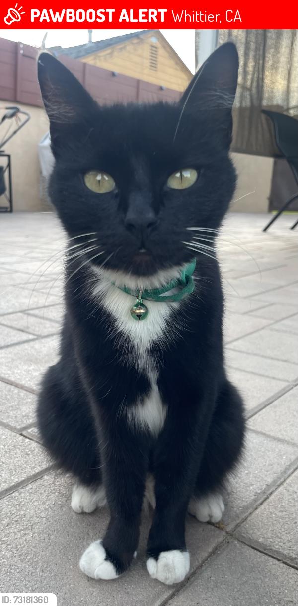 Lost Female Cat last seen Broadway/Washington, Whittier, CA 90602
