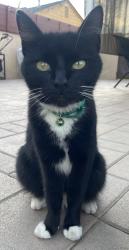 Lost Female Cat last seen Broadway/Washington, Whittier, CA 90602