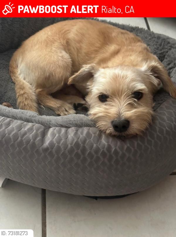 Lost Male Dog last seen Rialto high school, Rialto, CA 92376