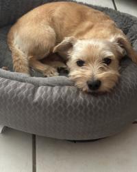 Lost Male Dog last seen Rialto high school, Rialto, CA 92376