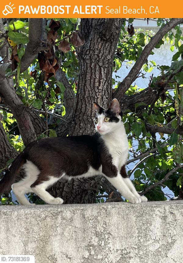 Found/Stray Female Cat last seen Found her in old town seal beach, Seal Beach, CA 90740