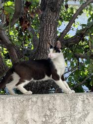 Found/Stray Female Cat last seen Found her in old town seal beach, Seal Beach, CA 90740